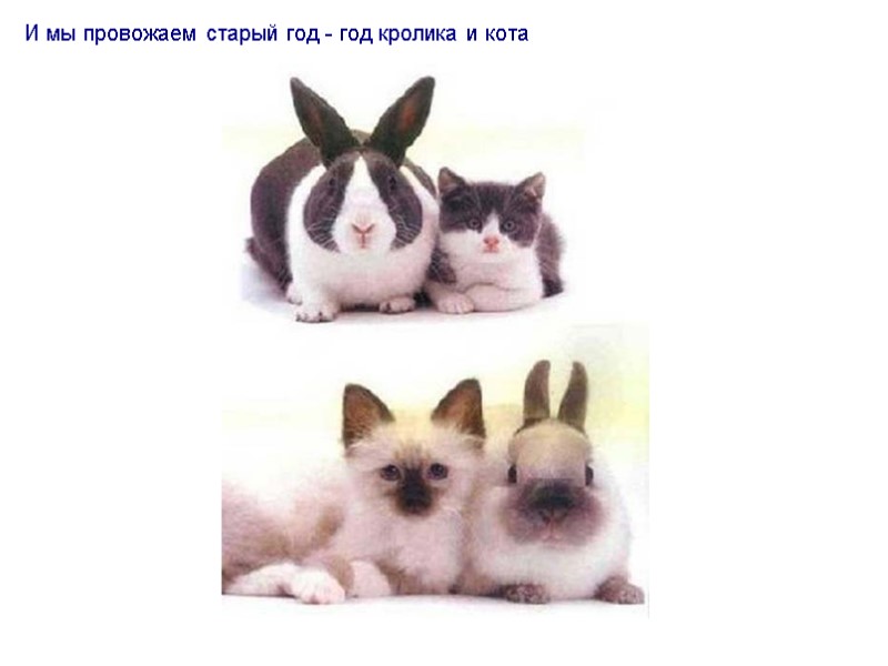 И мы провожаем старый год - год кролика и кота